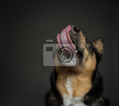 Guia Completo de Enriquecimento Ambiental para Cães