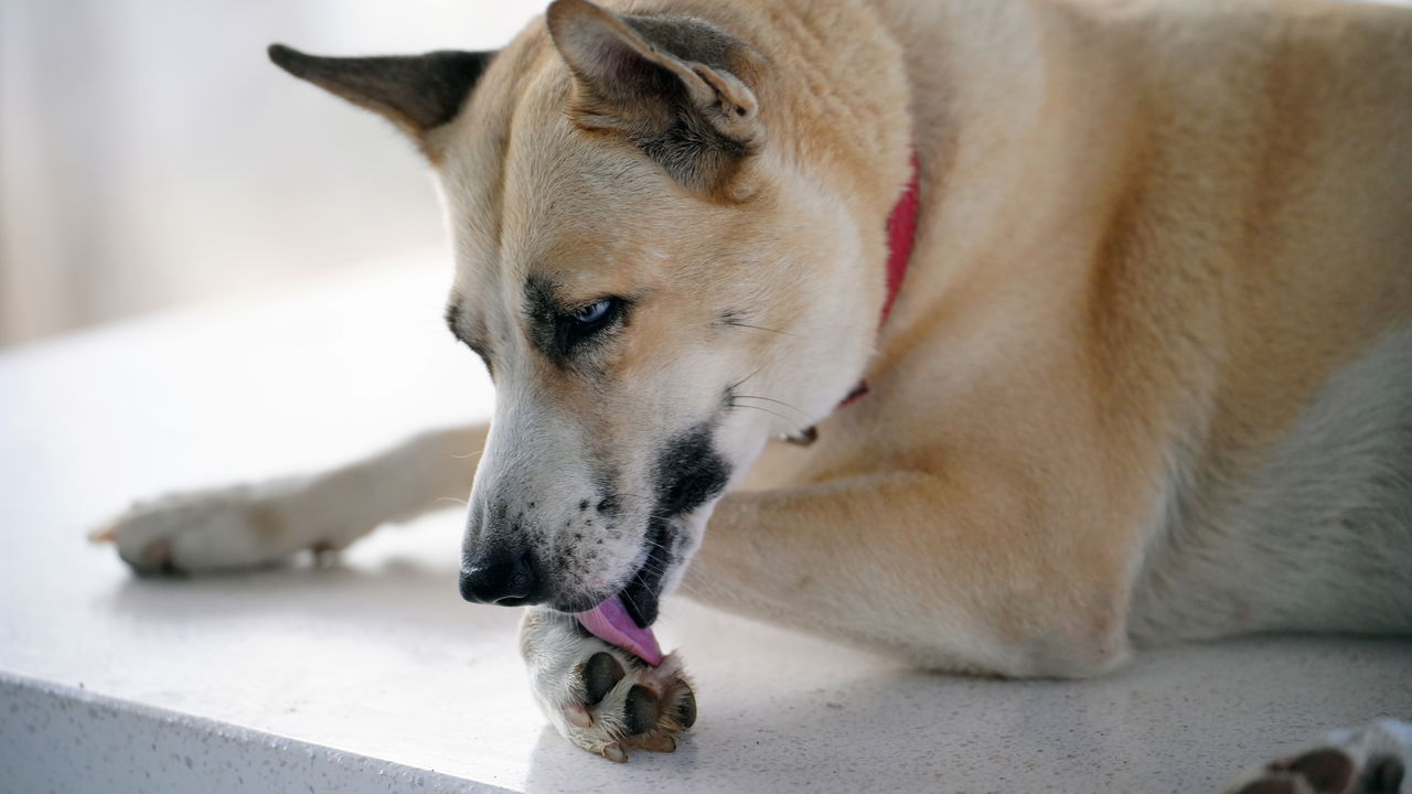 cachorro lambe pata sem parar