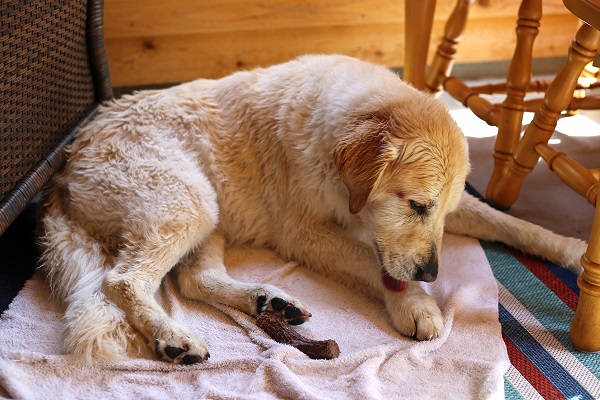 por que meu cachorro lambe a pata excessivamente