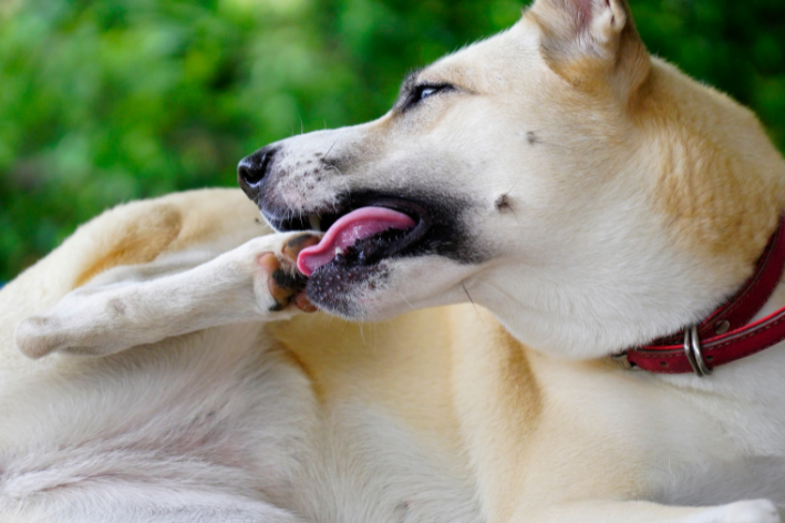 causas lambedura pata cachorro