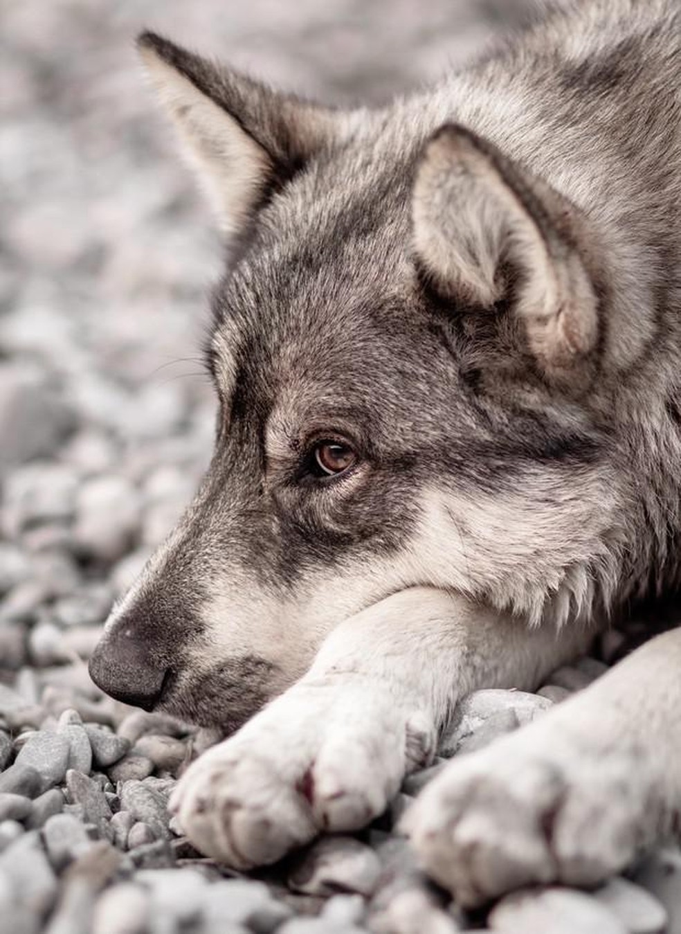 Soluço em Filhotes: É Normal ou Preciso Me Preocupar?