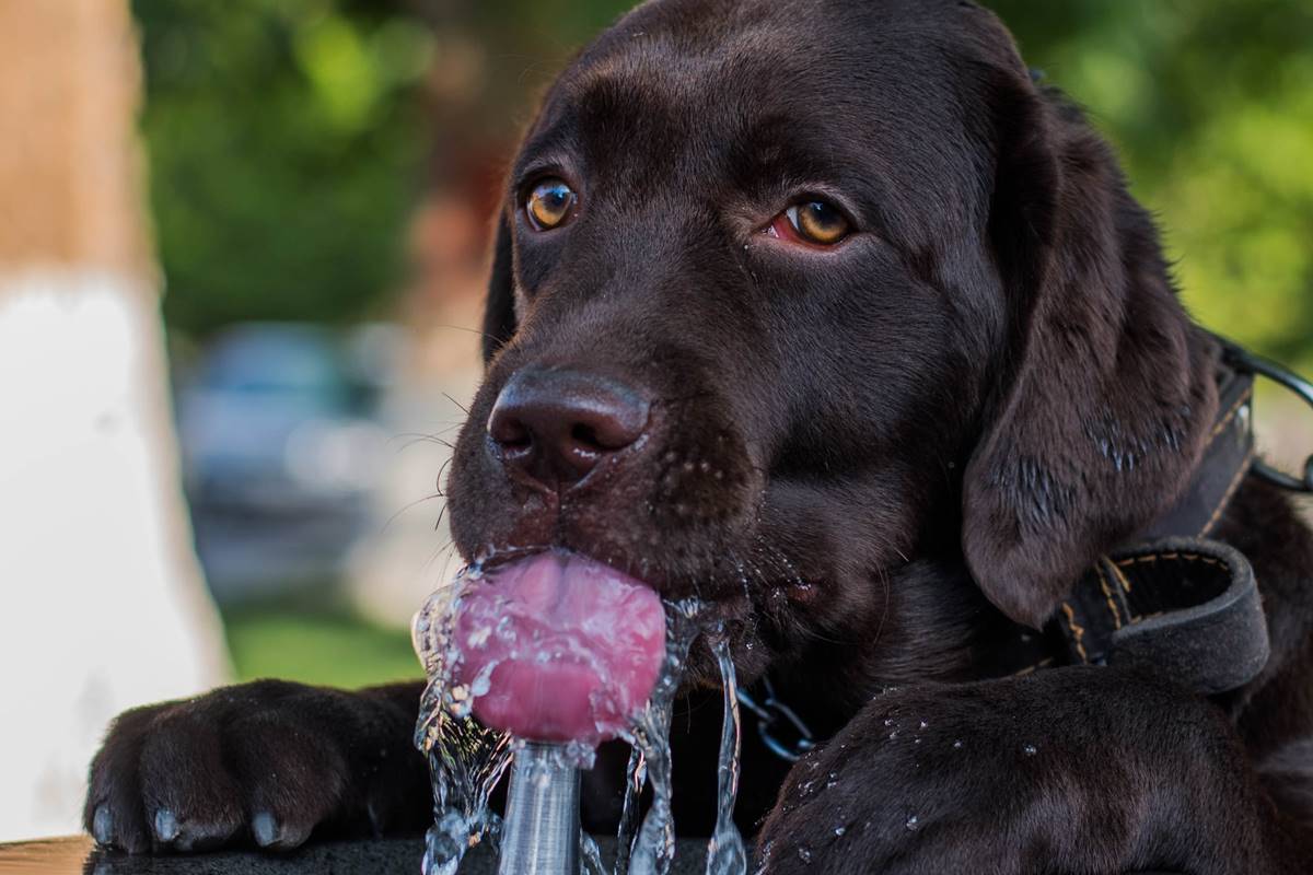 Causas Incomuns de Soluços em Cachorros Adultos