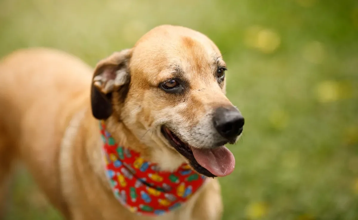 cachorro soluçando o que pode ser (curiosidade)