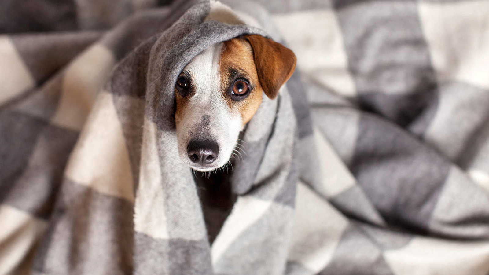 cachorro tremendo causas