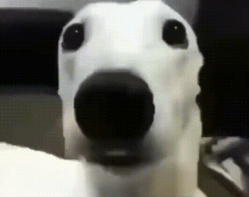 por que meu cachorro treme