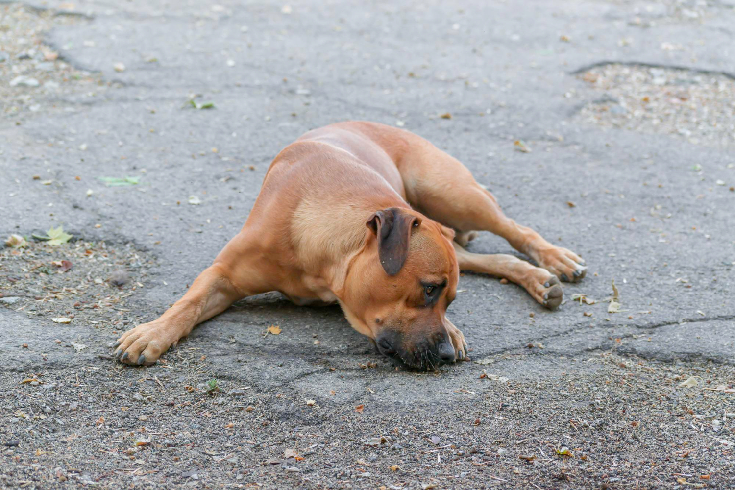 sinais de cachorro com medo