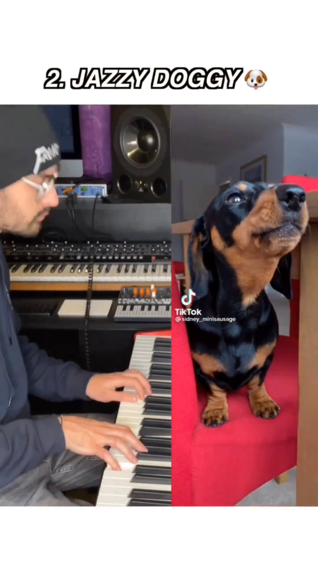cachorro uivando com música