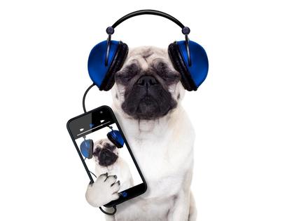 5 ideias de títulos:
1. Por Que Meu Cachorro Uiva Para Música? Entenda o Comportamento.
2. O Que a Ciência Diz Sobre Cães Uivando Para Melodias?
3. Decifrando o Uivo Canino: Música