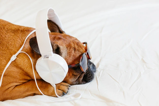 5 ideias de títulos:
1. Por Que Meu Cachorro Uiva Para Música? Entenda o Comportamento.
2. O Que a Ciência Diz Sobre Cães Uivando Para Melodias?
3. Decifrando o Uivo Canino: Música
