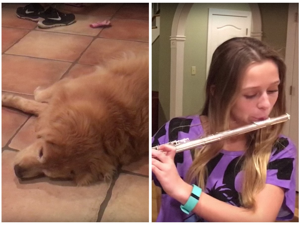 Sirenes e Comunicação.
4. Seu Cão Canta Junto? Descubra os Motivos Por Trás do Uivo.
5. Música e Cães: Uma Conexão Sonora Que Leva ao Uivo.