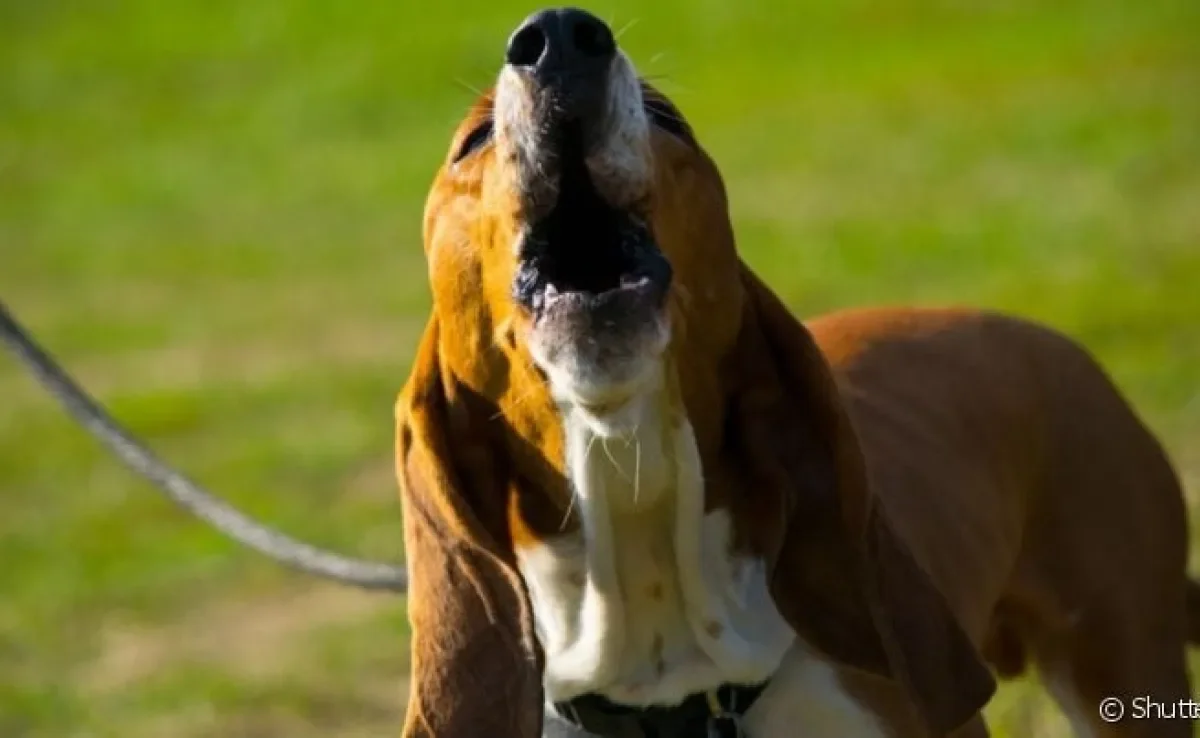 cachorro uivando com música