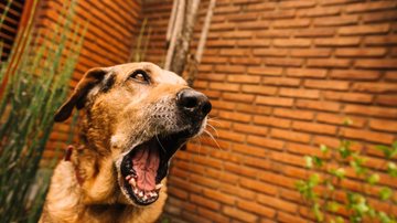 5 ideias de títulos:
1. Por Que Meu Cachorro Uiva Para Música? Entenda o Comportamento.
2. O Que a Ciência Diz Sobre Cães Uivando Para Melodias?
3. Decifrando o Uivo Canino: Música