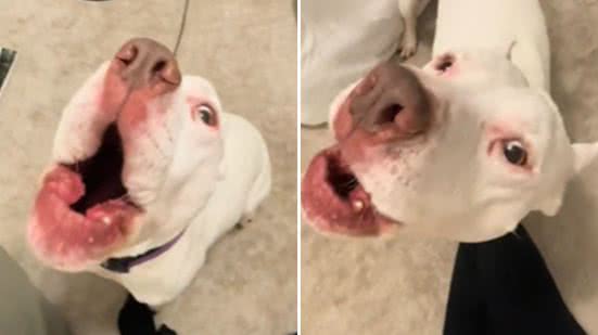 Sirenes e Comunicação.
4. Seu Cão Canta Junto? Descubra os Motivos Por Trás do Uivo.
5. Música e Cães: Uma Conexão Sonora Que Leva ao Uivo.