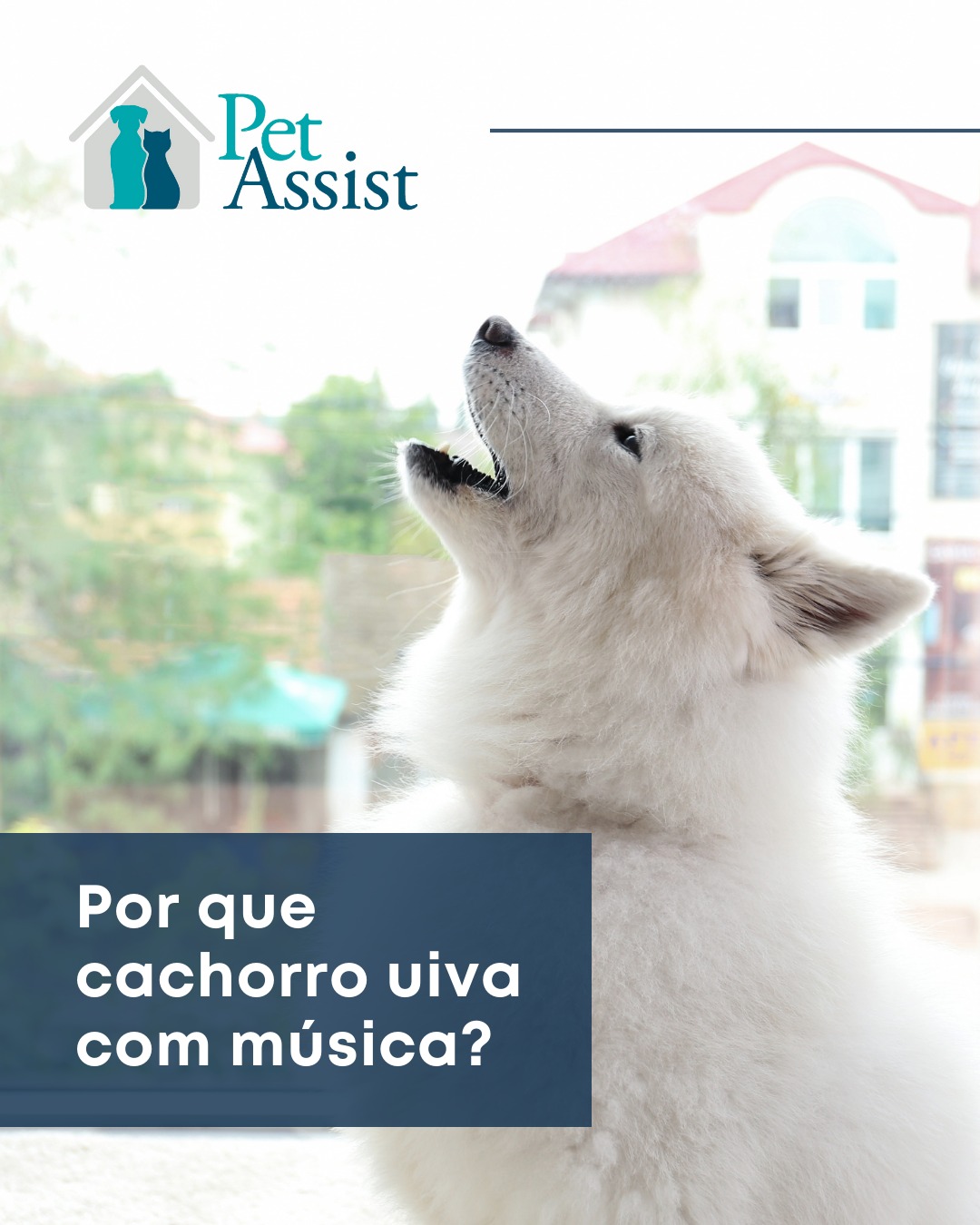 cachorro uivando com música