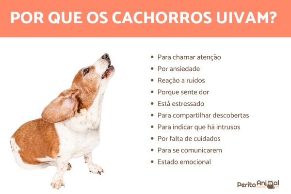 Sirenes e Comunicação.
4. Seu Cão Canta Junto? Descubra os Motivos Por Trás do Uivo.
5. Música e Cães: Uma Conexão Sonora Que Leva ao Uivo.