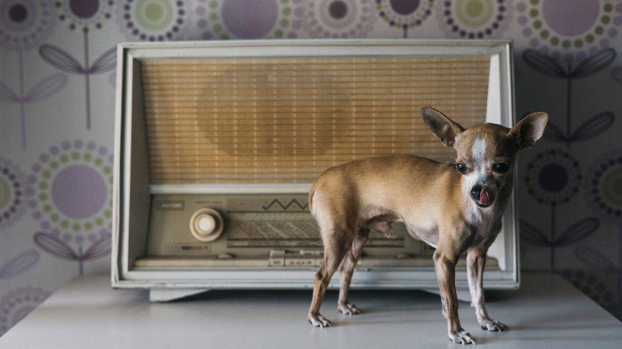 5 ideias de títulos:
1. Por Que Meu Cachorro Uiva Para Música? Entenda o Comportamento.
2. O Que a Ciência Diz Sobre Cães Uivando Para Melodias?
3. Decifrando o Uivo Canino: Música