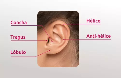anatomia da cartilagem da orelha