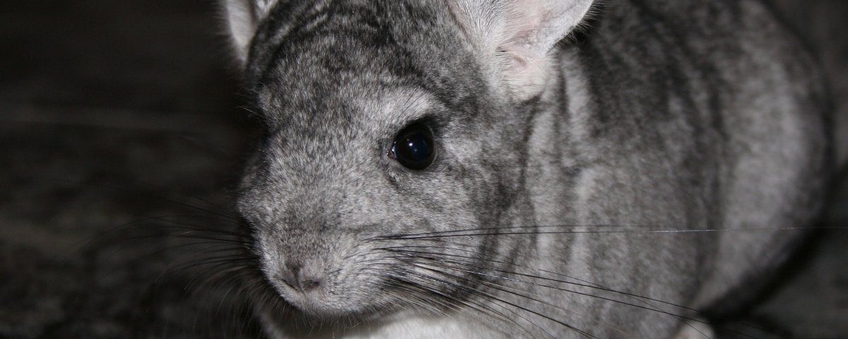 O que fazer se minha chinchila se molhar acidentalmente?