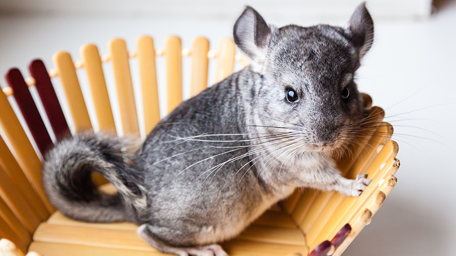 Como escolher o pó ideal para o banho seco da sua chinchila?