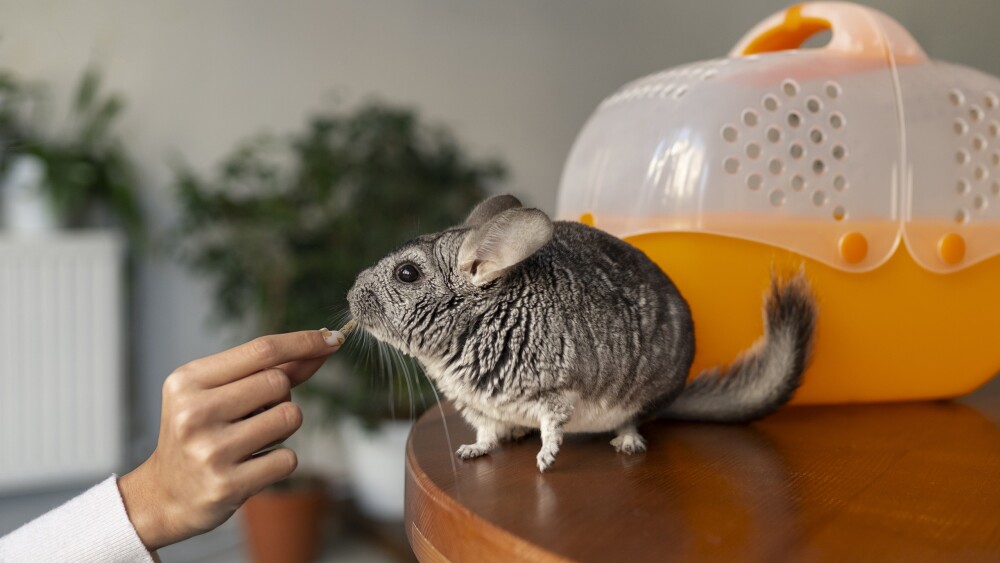 Frequência e técnica correta do banho seco em chinchilas