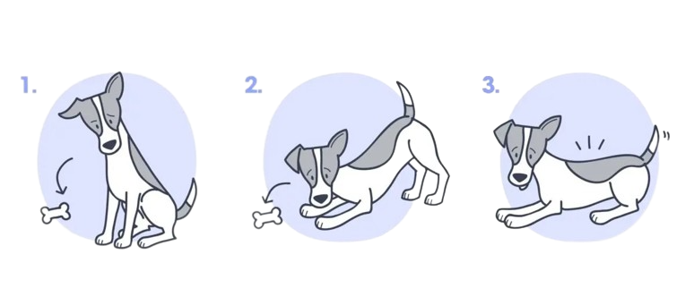 como ensinar cachorro a deitar