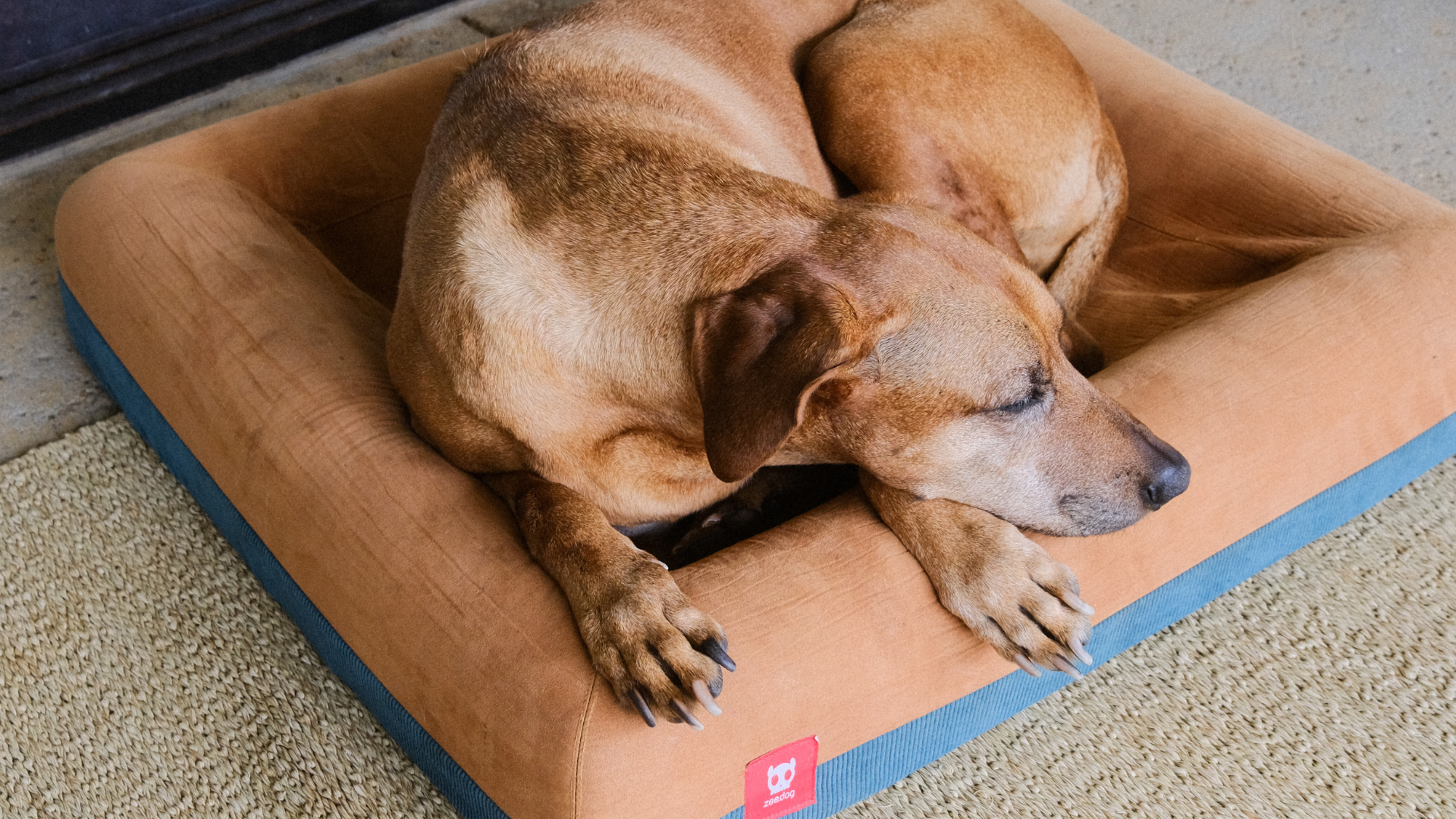 como ensinar cachorro a deitar