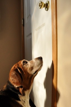 ideias criativas para ensinar cachorro a fechar a porta