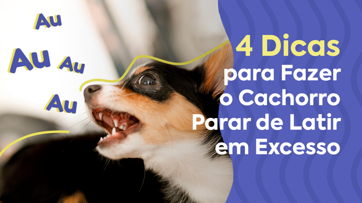 como ensinar cachorro a não latir para outros cachorros
