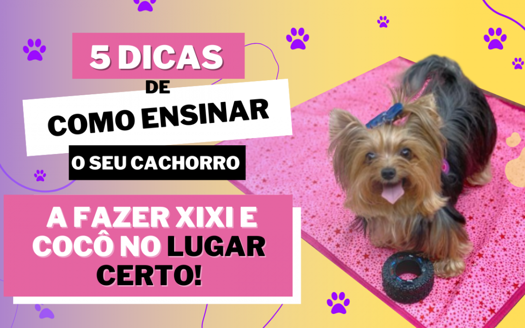 Guia Completo: Sinais que Seu Cachorro Dá Antes de Pedir Para Sair