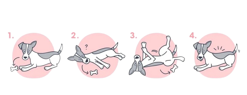 como ensinar cachorro a rolar