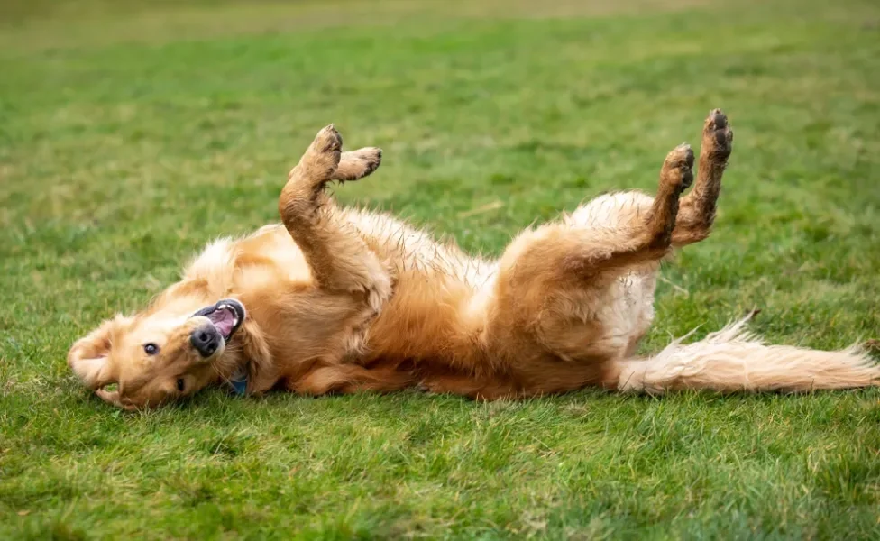 erros comuns ao ensinar cachorro a rolar