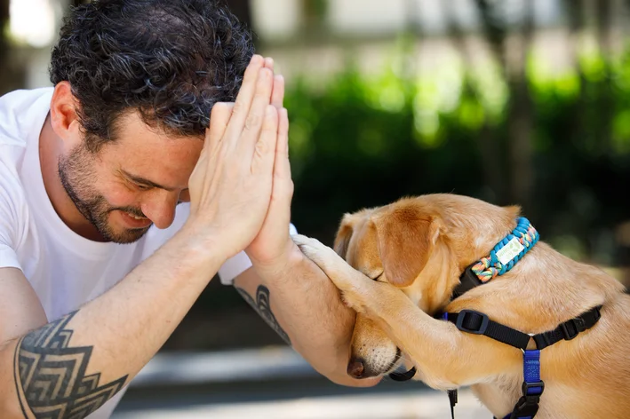 ensinar cachorro a rolar vs ensinar a dar a pata