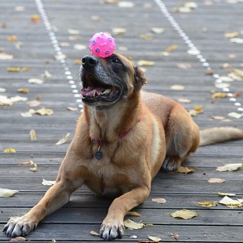 como ensinar cachorro a soltar o brinquedo