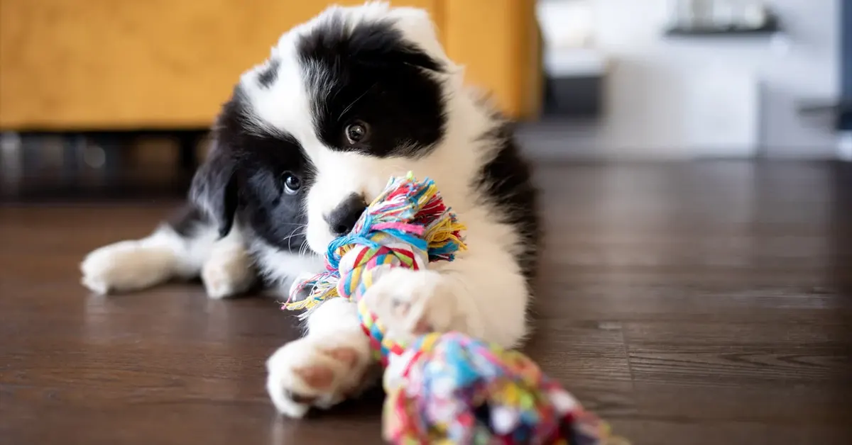 Como usar petiscos no adestramento canino
