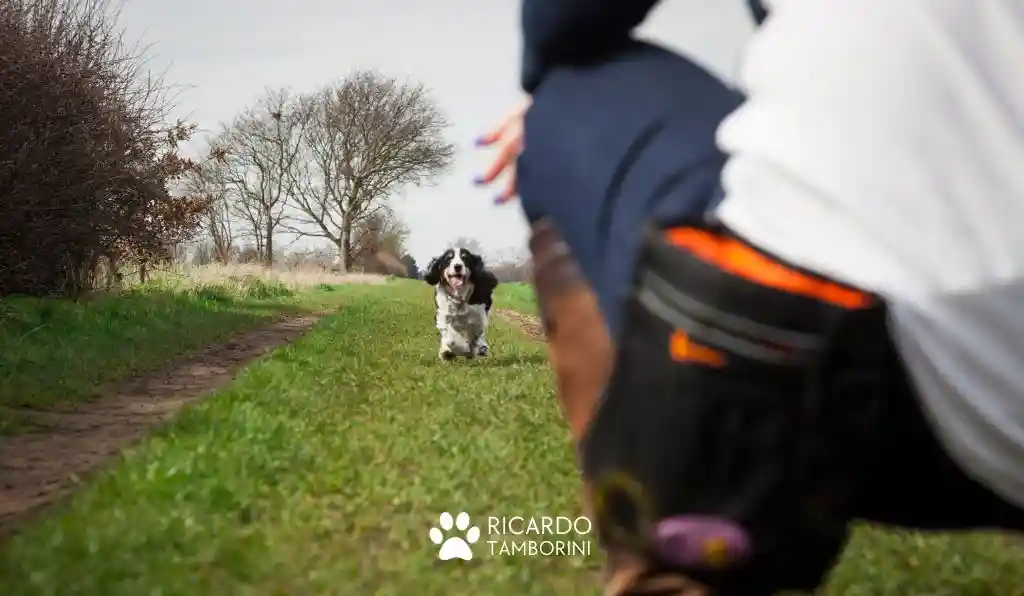 A importância da paciência no treinamento de cães