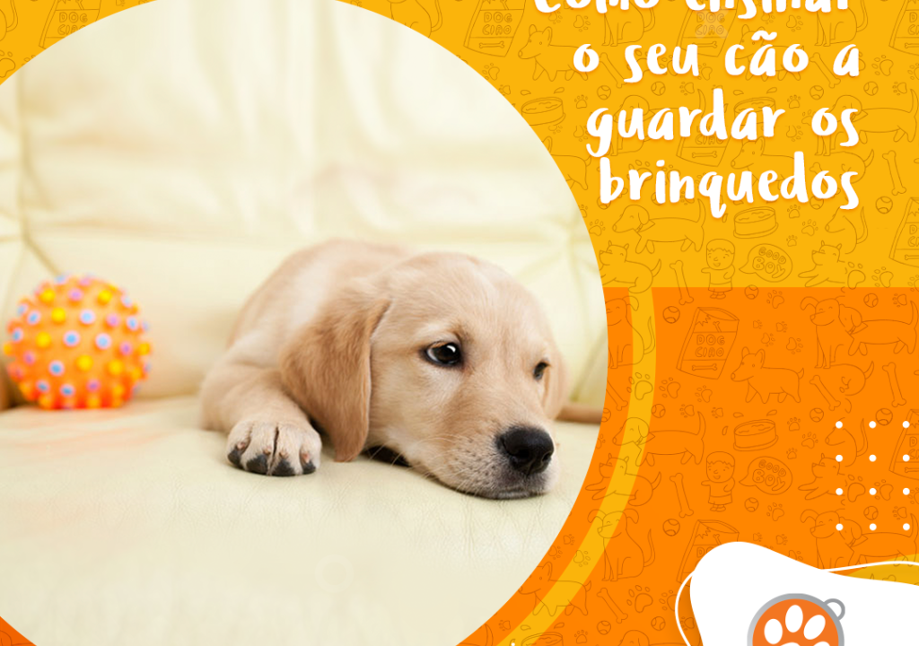 Os melhores brinquedos para treinar o comando 'solta'