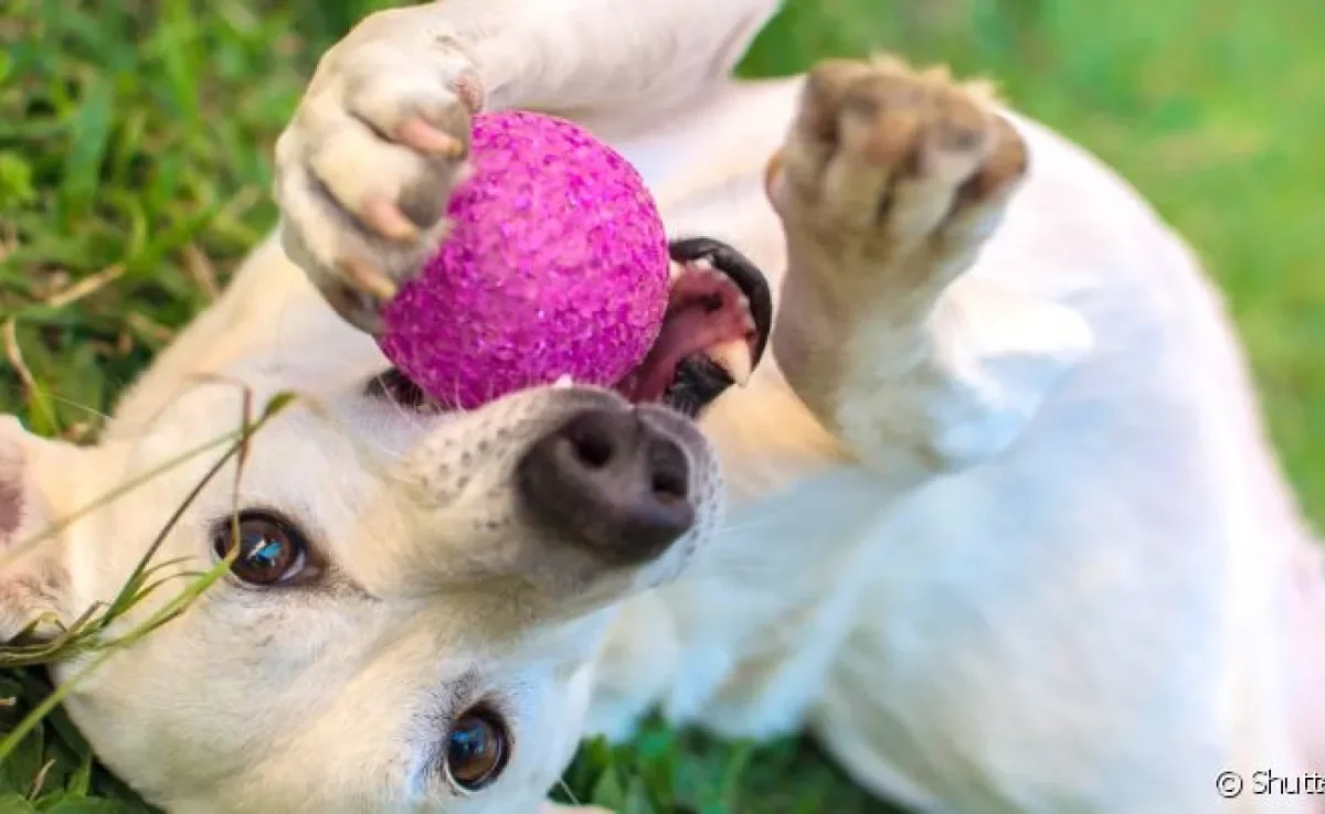 Erros comuns ao ensinar o comando 'solta'