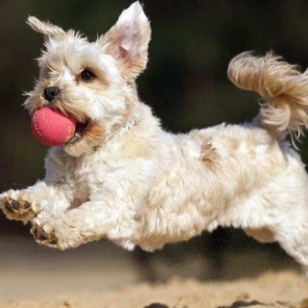 Erros comuns ao ensinar o comando 'solta'