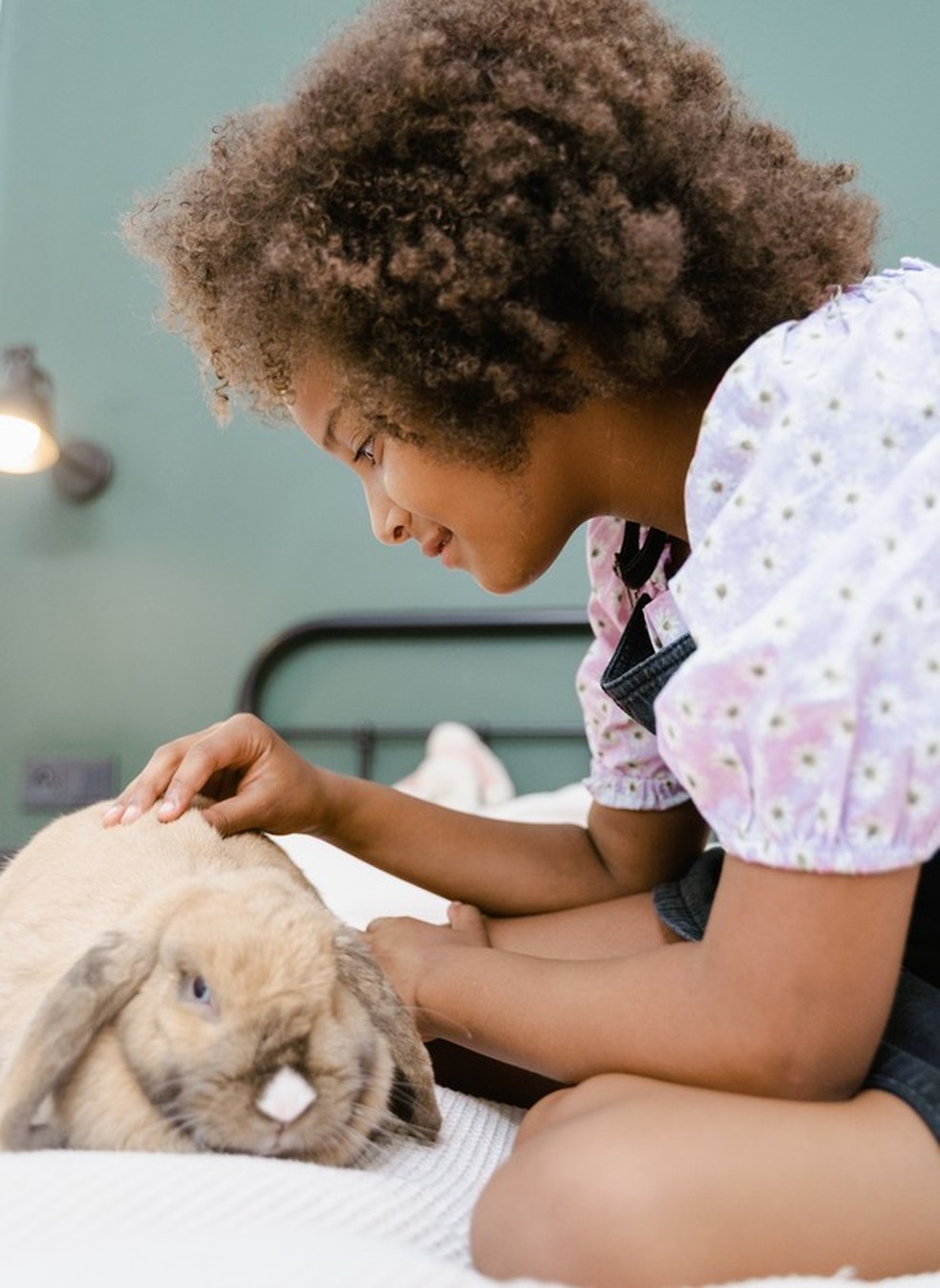 Os Melhores Petiscos para Treinar seu Coelho