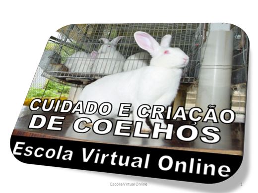 como ensinar coelho a vir quando chamado