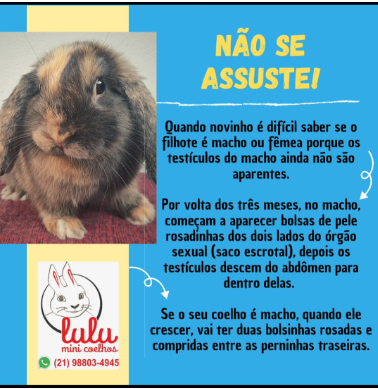 Os Melhores Petiscos para Treinar seu Coelho