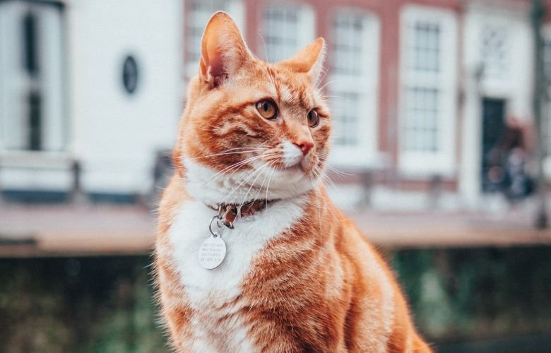 Evite Acidentes: A Importância do Fecho Breakaway em Coleiras para Gatos