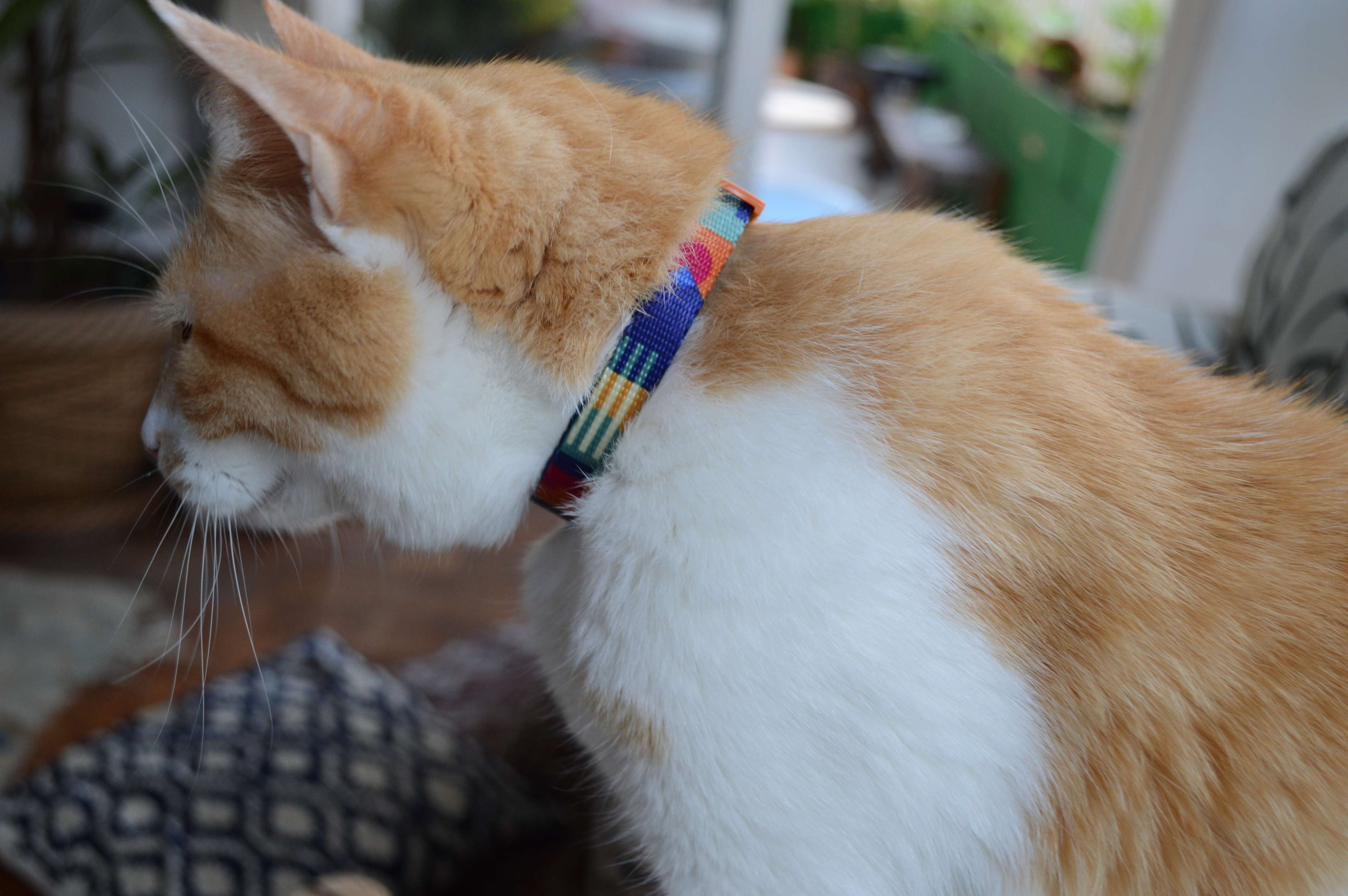 Coleira com Identificação Digital: Conheça as Vantagens para Gatos Perdidos