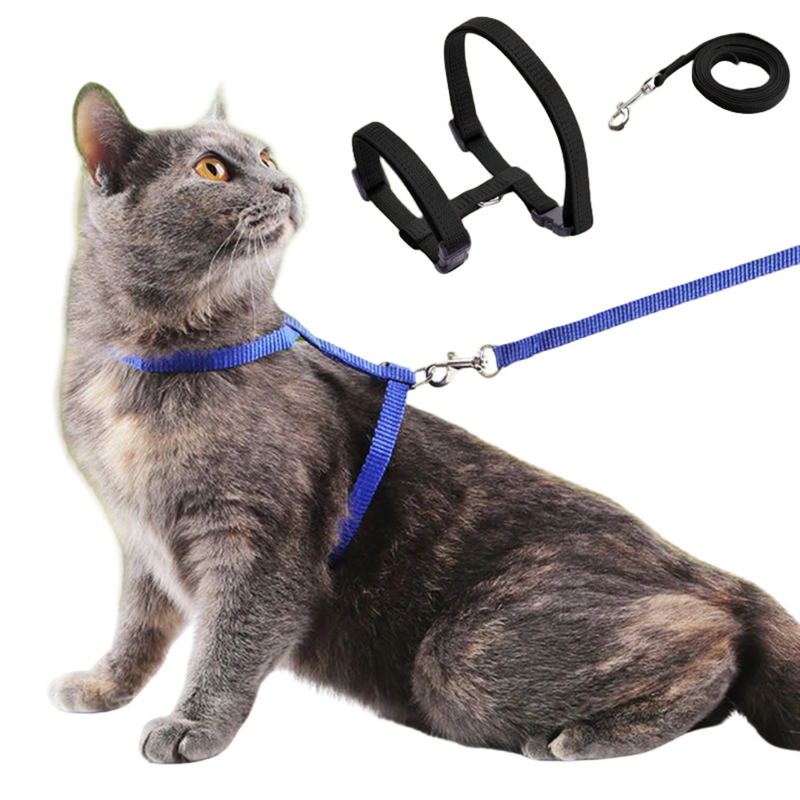 como escolher a coleira certa para gato