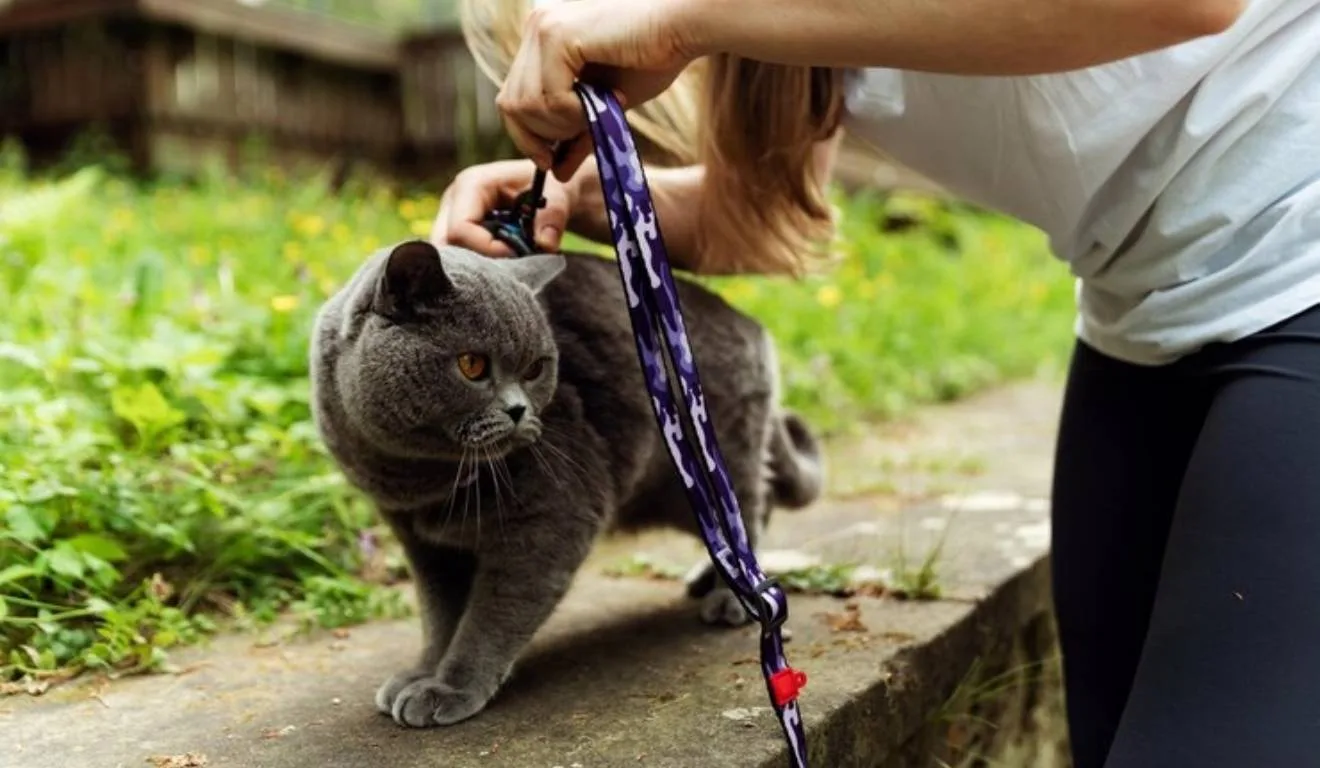 Evite Acidentes: A Importância do Fecho Breakaway em Coleiras para Gatos