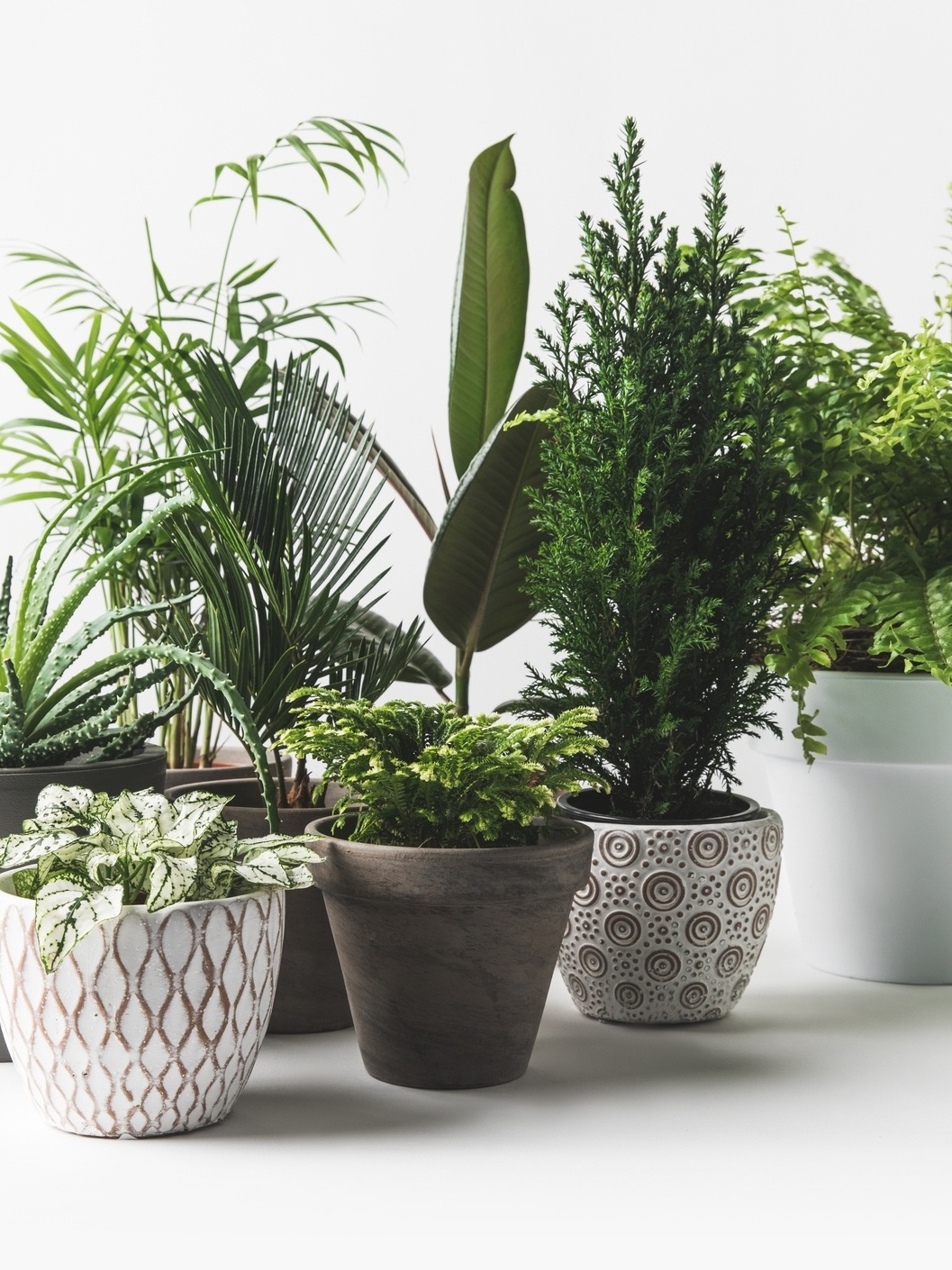 melhores vasos para plantas de interior