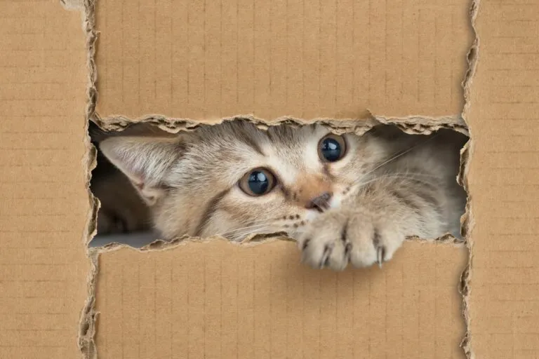 brinquedos caseiros para gatos