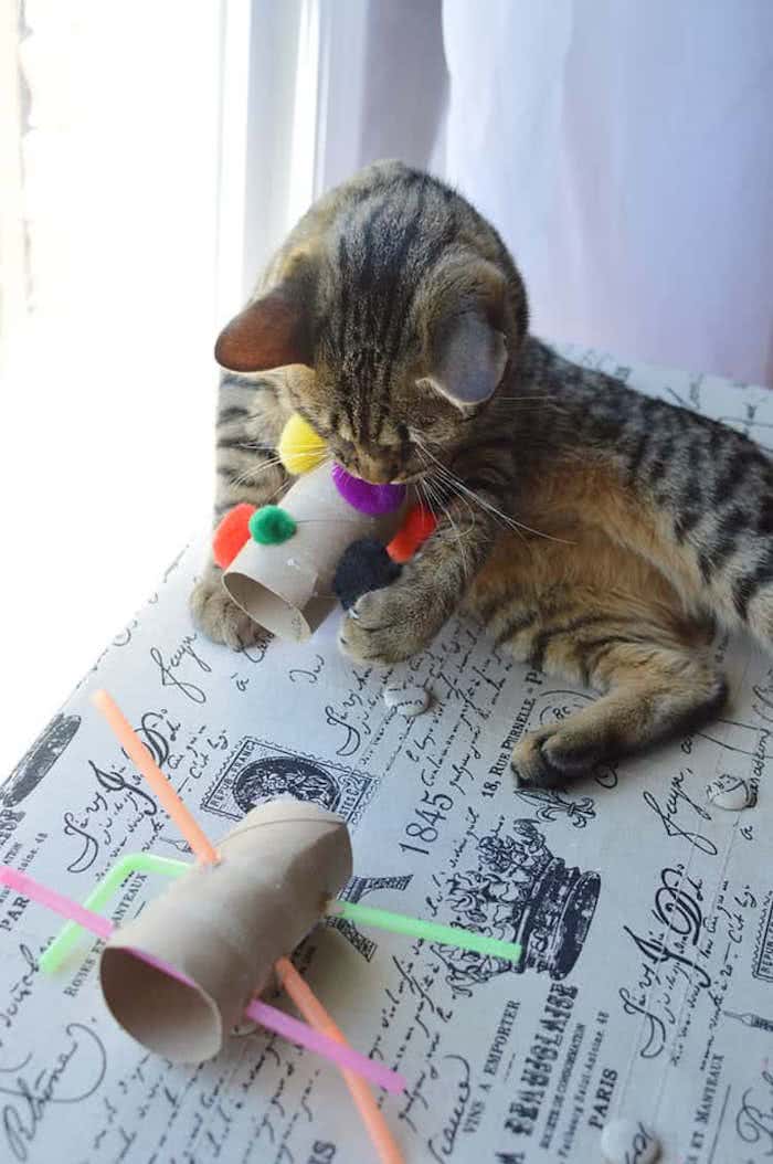 brincadeiras com gatos usando materiais reciclados