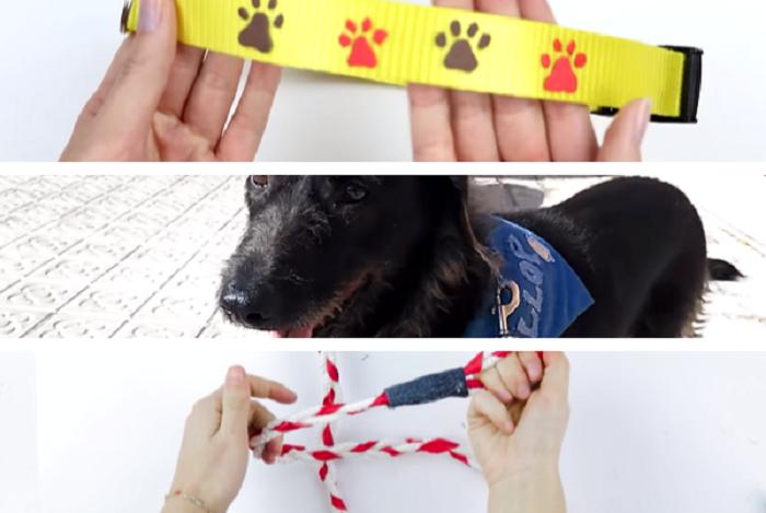 como fazer coleira de identificação caseira