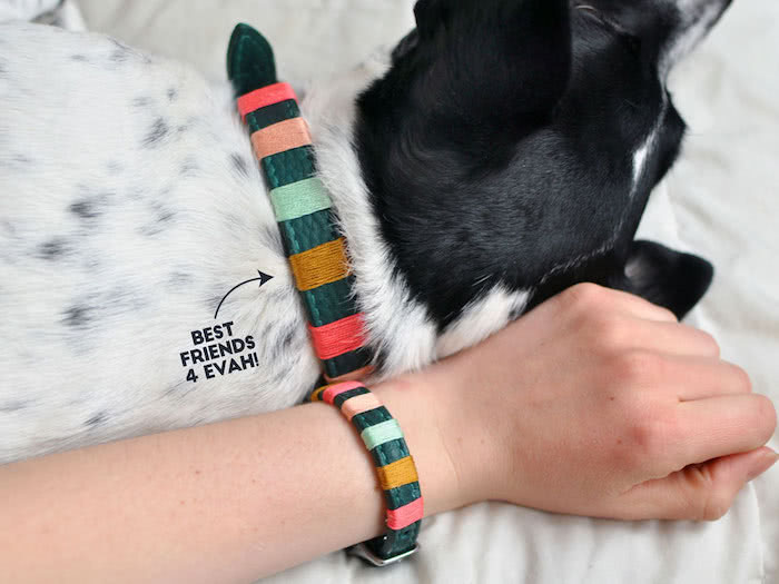 5 Materiais Essenciais para Montar sua Coleira DIY
